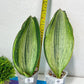 Sansevieria BRUDA (#Me1~6) | Hybrid of Masoniana Var x Eliptica Var