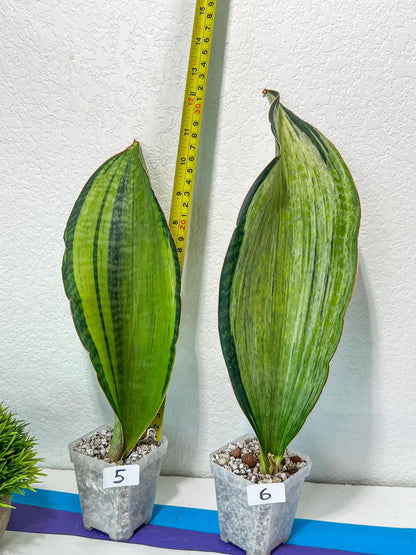 Sansevieria BRUDA (#Me1~6) | Hybrid of Masoniana Var x Eliptica Var