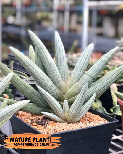 Sansevieria Silver Giant (o3) | Indoor Snake Plant