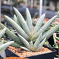 Sansevieria Silver Giant | Imported Snake Plants