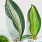 Sansevieria BRUDA (#Mh1~6) | Hybrid of Masoniana Var x Eliptica Var