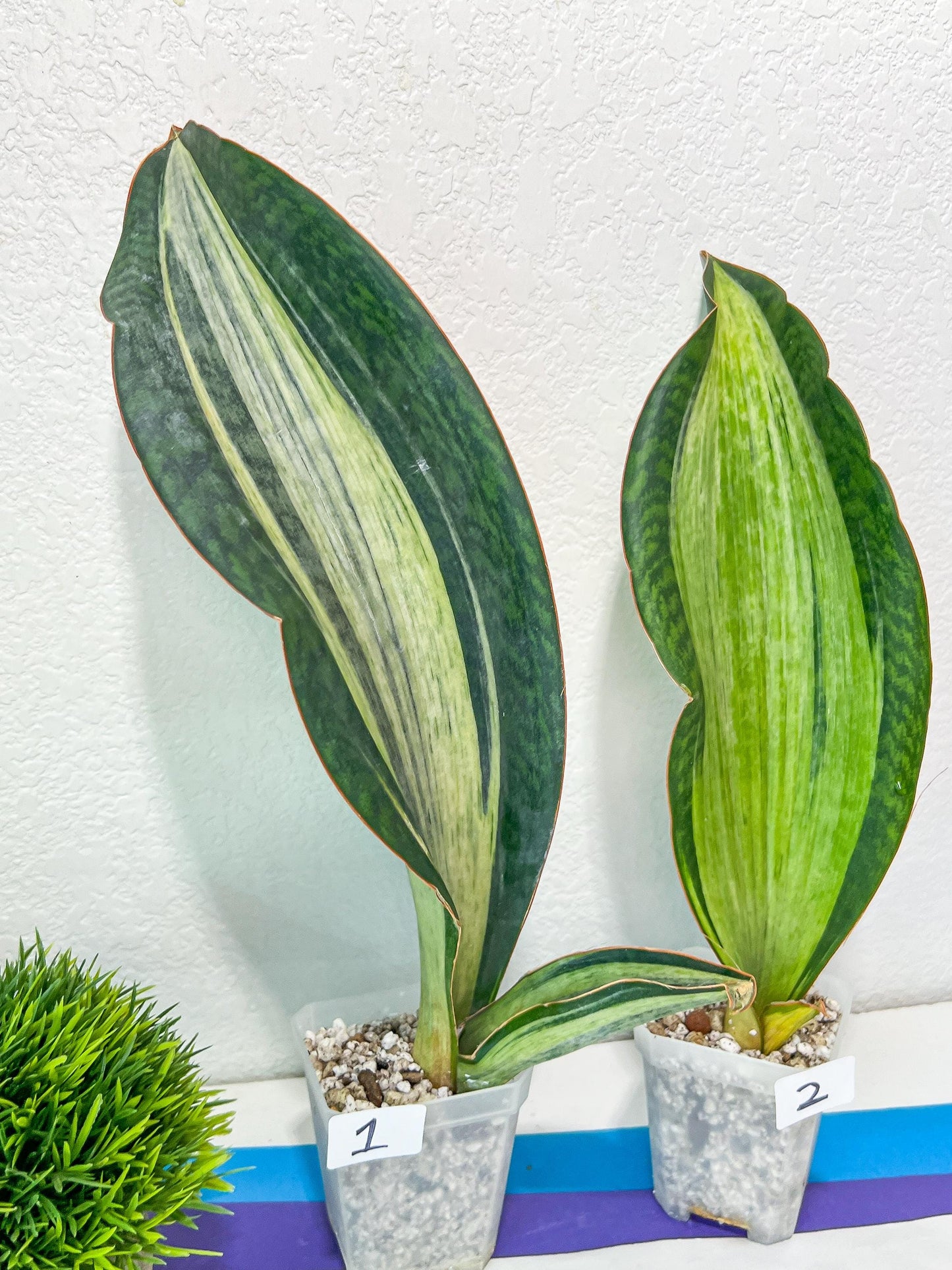 Sansevieria BRUDA (#Mh1~6) | Hybrid of Masoniana Var x Eliptica Var