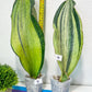 Sansevieria BRUDA (#Mh1~6) | Hybrid of Masoniana Var x Eliptica Var