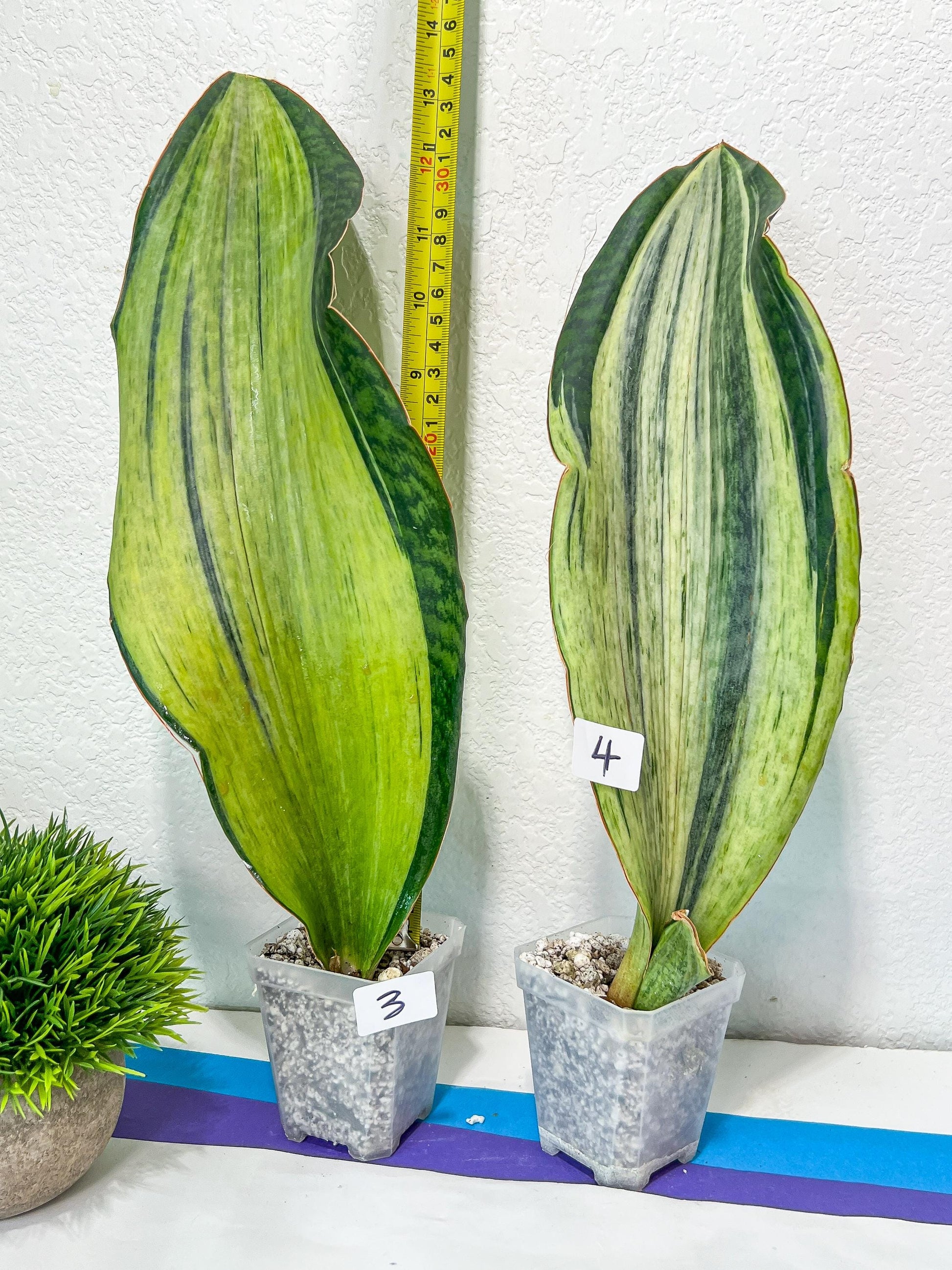 Sansevieria BRUDA (#Mh1~6) | Hybrid of Masoniana Var x Eliptica Var