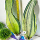 Sansevieria BRUDA (#Mh1~6) | Hybrid of Masoniana Var x Eliptica Var