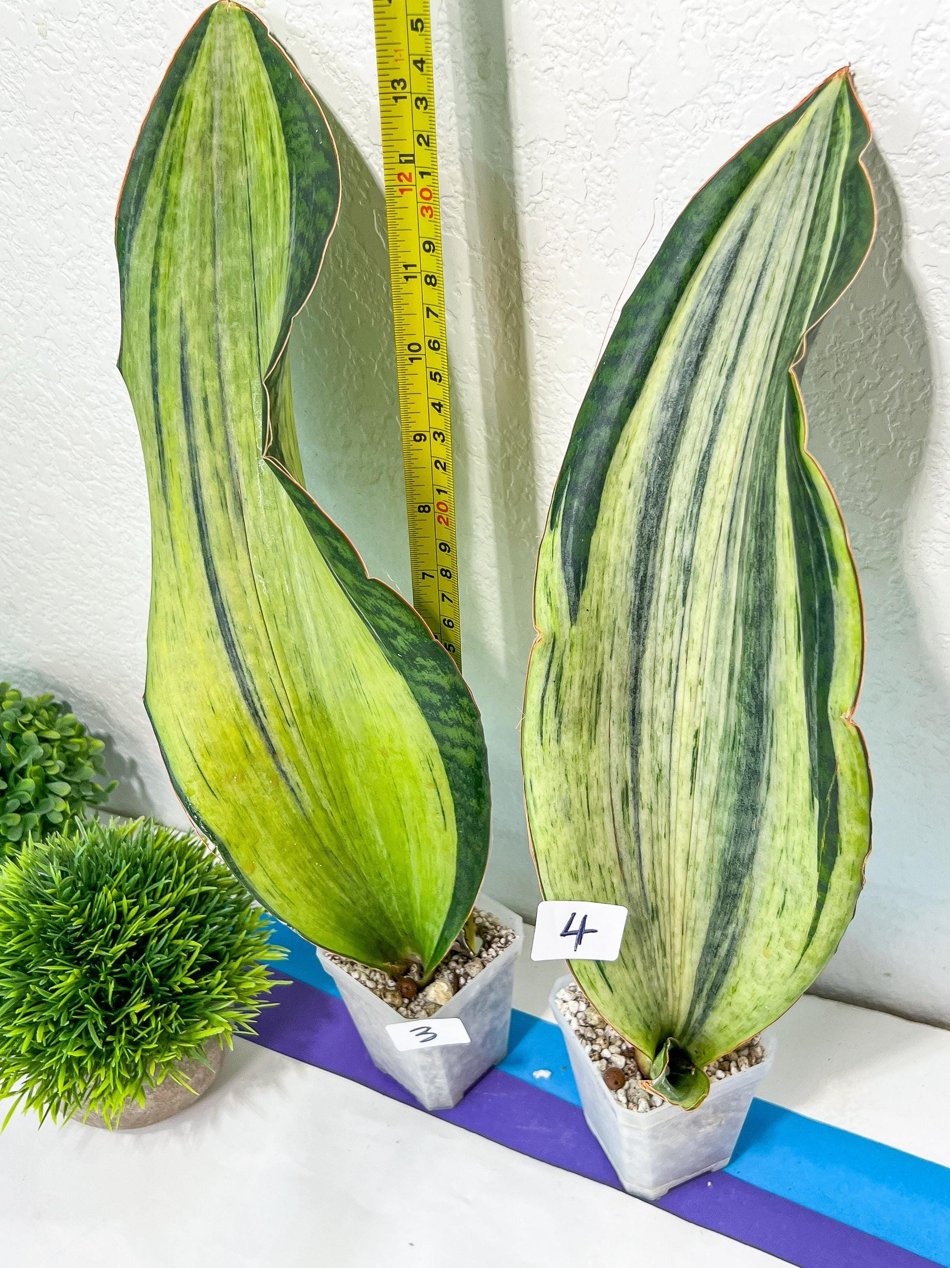 Sansevieria BRUDA (#Mh1~6) | Hybrid of Masoniana Var x Eliptica Var