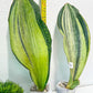 Sansevieria BRUDA (#Mh1~6) | Hybrid of Masoniana Var x Eliptica Var