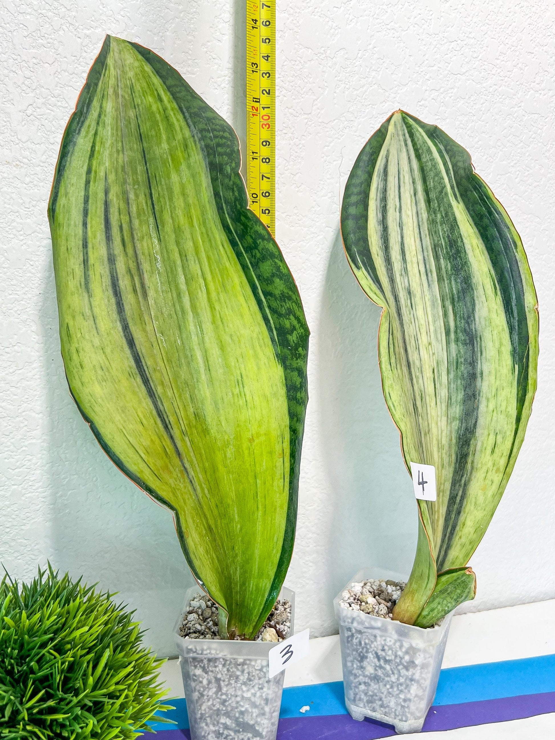 Sansevieria BRUDA (#Mh1~6) | Hybrid of Masoniana Var x Eliptica Var