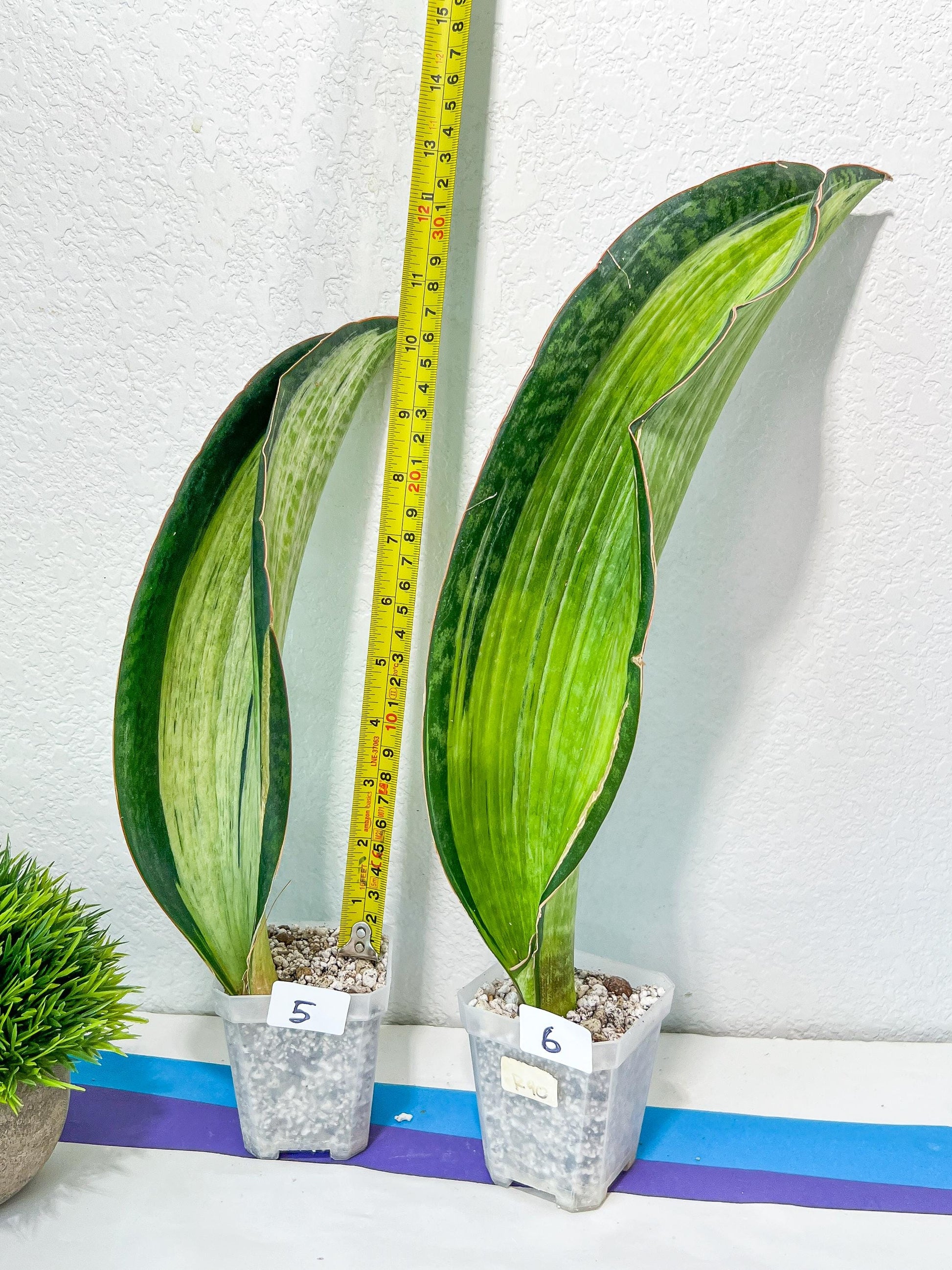 Sansevieria BRUDA (#Mh1~6) | Hybrid of Masoniana Var x Eliptica Var