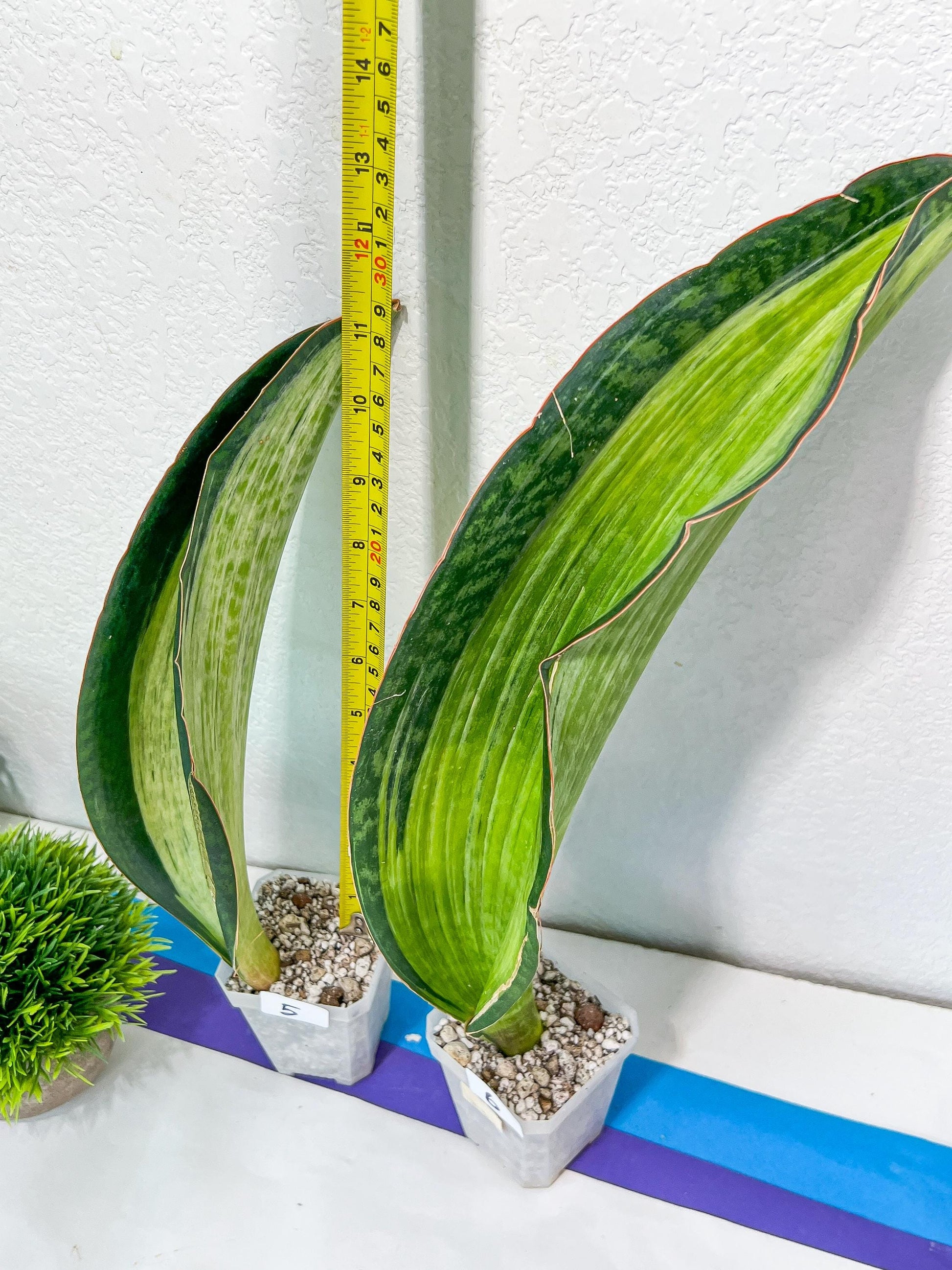 Sansevieria BRUDA (#Mh1~6) | Hybrid of Masoniana Var x Eliptica Var