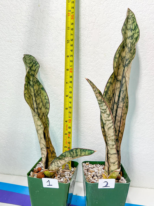 Sansevieria Kirkii Pepito (#R1~7) | Very Rare Import | 2.5" Planter