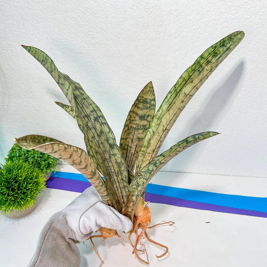 Sansevieria Kirkii Pepito (#R6~8) | Very Rare Import Snake Plants