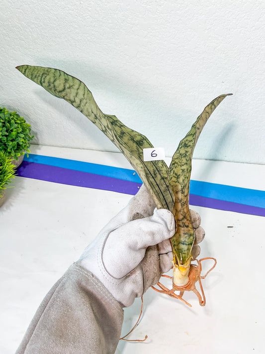 Sansevieria Kirkii Pepito (#R6~8) | Very Rare Import Snake Plants