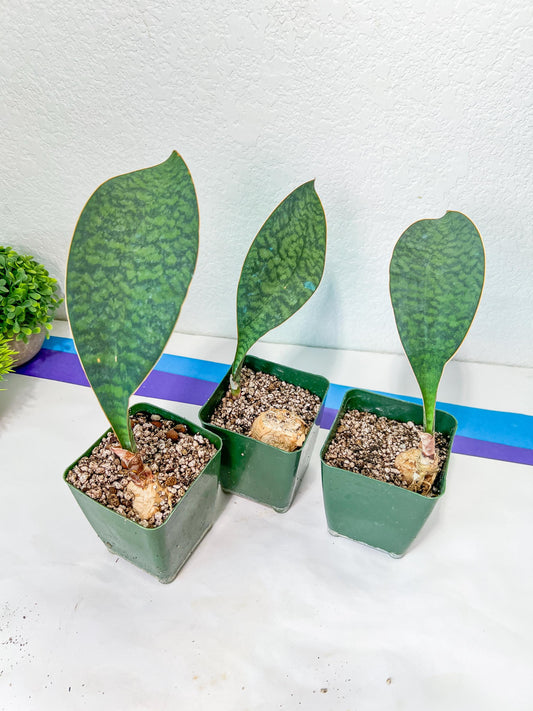 Sansevieria Masoniana Congo Pup | Rhizome | Young Pups | Whale Fin Plant