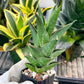 Sansevieria Nilakan (#PH3) | Imported Indoor Snake Plant | 2" Planter