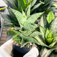 Sansevieria Sindoro (#RA13) | Imported Indoor Snake Plant | 2" Planter