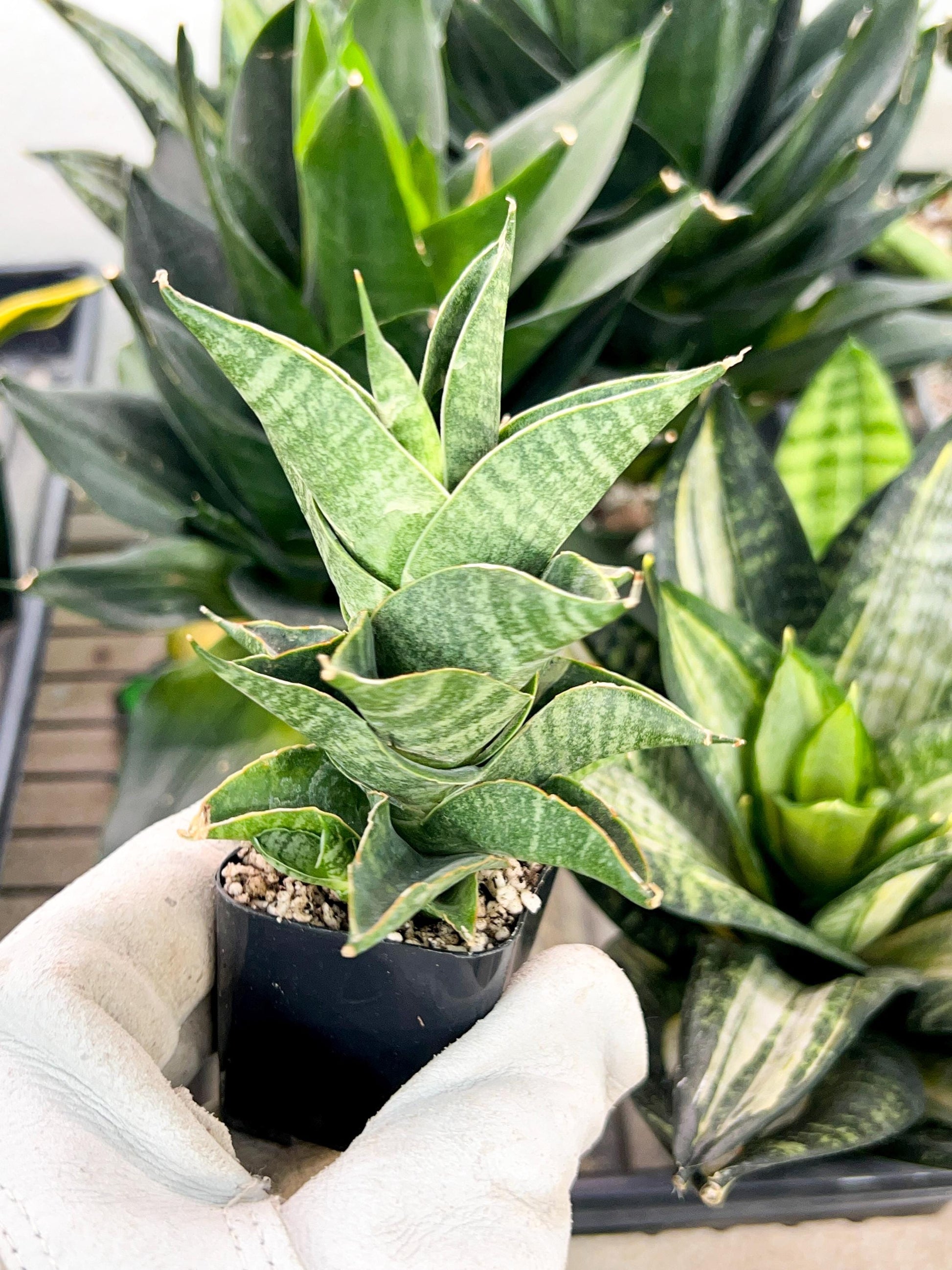 Sansevieria Sindoro (#PH20) | Imported Indoor Snake Plant | 2" Planter