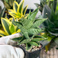 Sansevieria Sindoro (#RA13) | Imported Indoor Snake Plant | 2" Planter