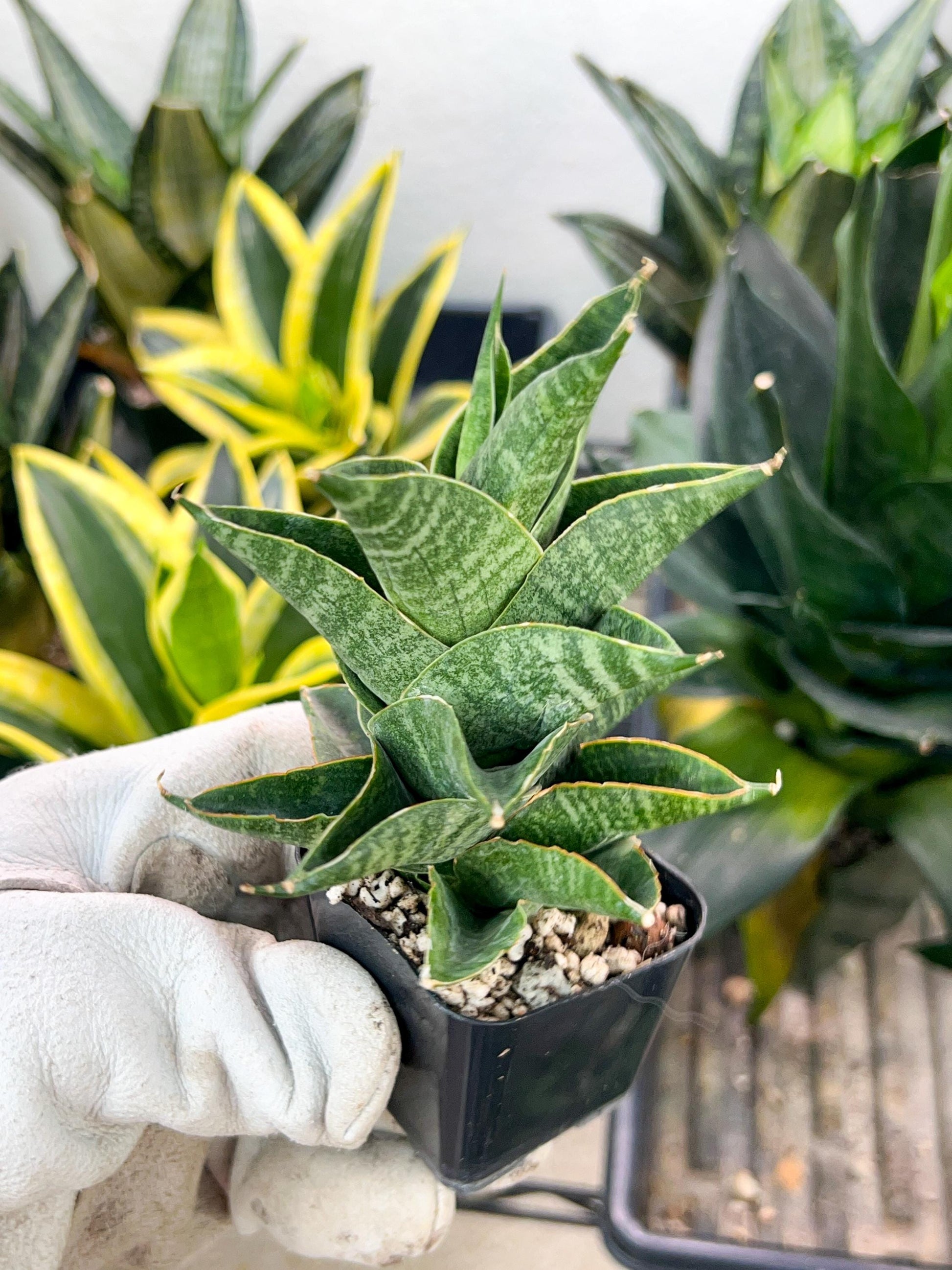 Sansevieria Sindoro (#RA13) | Imported Indoor Snake Plant | 2" Planter