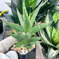 Sansevieria Plabu (#PH22) | Imported Indoor Snake Plant | 2" Planter