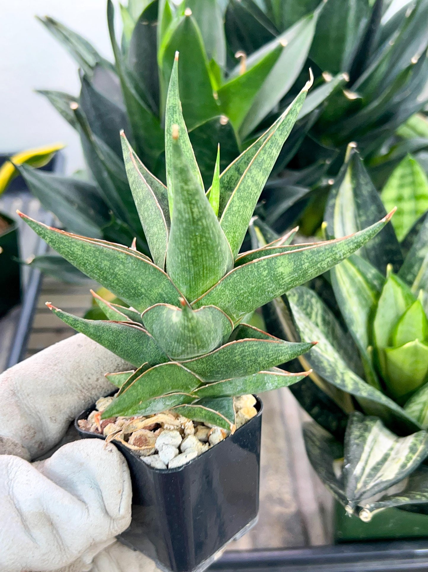 Sansevieria Plabu (#PH22) | Imported Indoor Snake Plant | 2" Planter