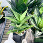 Sansevieria Icicle (#PH23) | Imported House Plants | Snake plant | 2" Planter