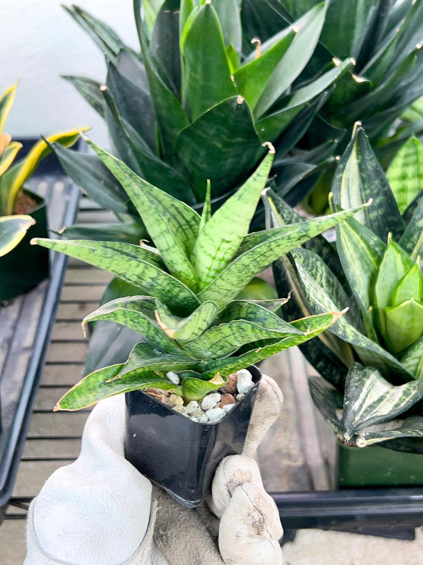 Sansevieria Icicle (#PH23) | Imported House Plants | Snake plant | 2" Planter