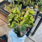 Lactea Crested Grafted Deep Green (#2) | Imported | Mermaid Fin Plant