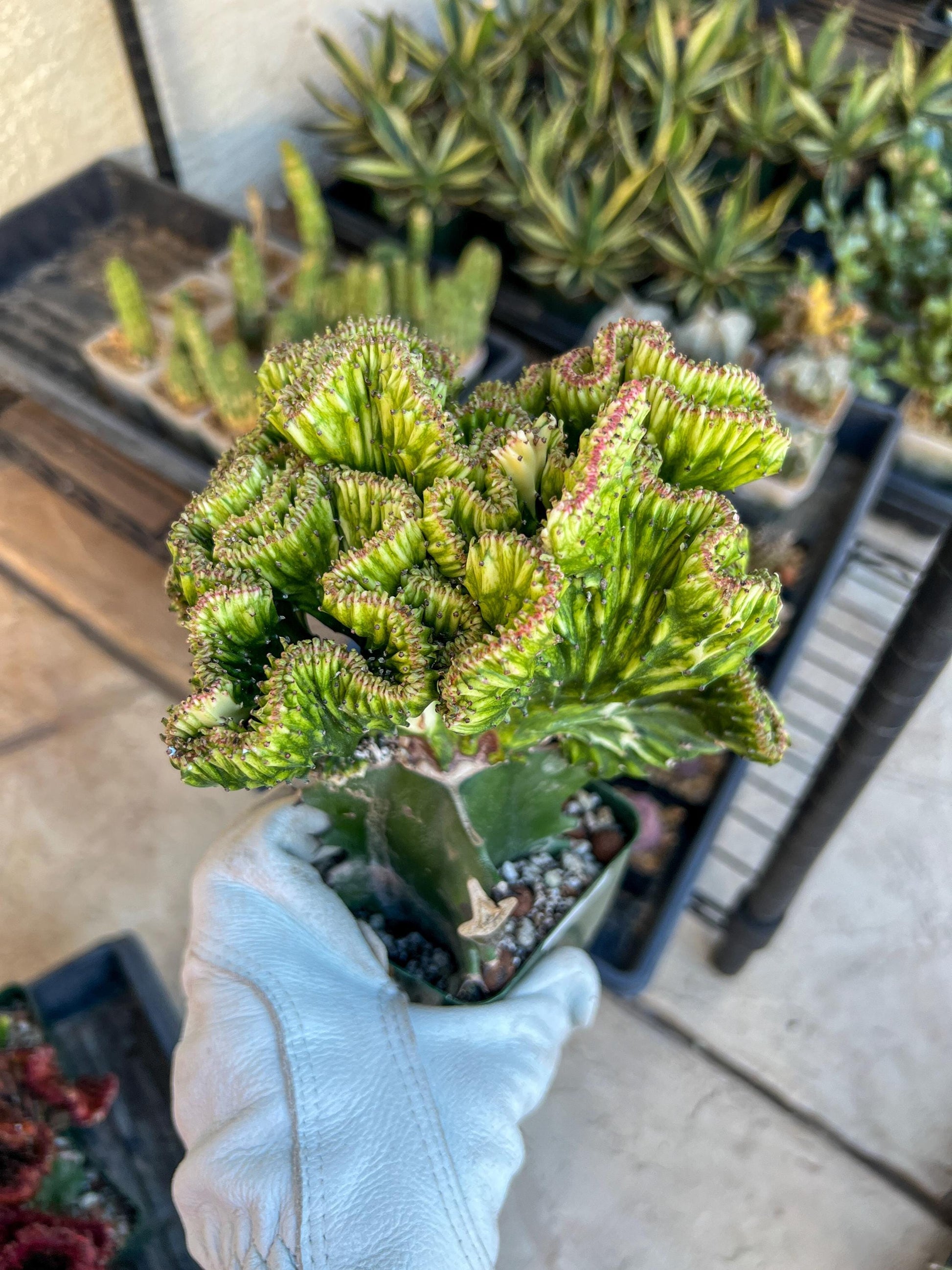 Lactea Crested Grafted Deep Green (#2) | Imported | Mermaid Fin Plant