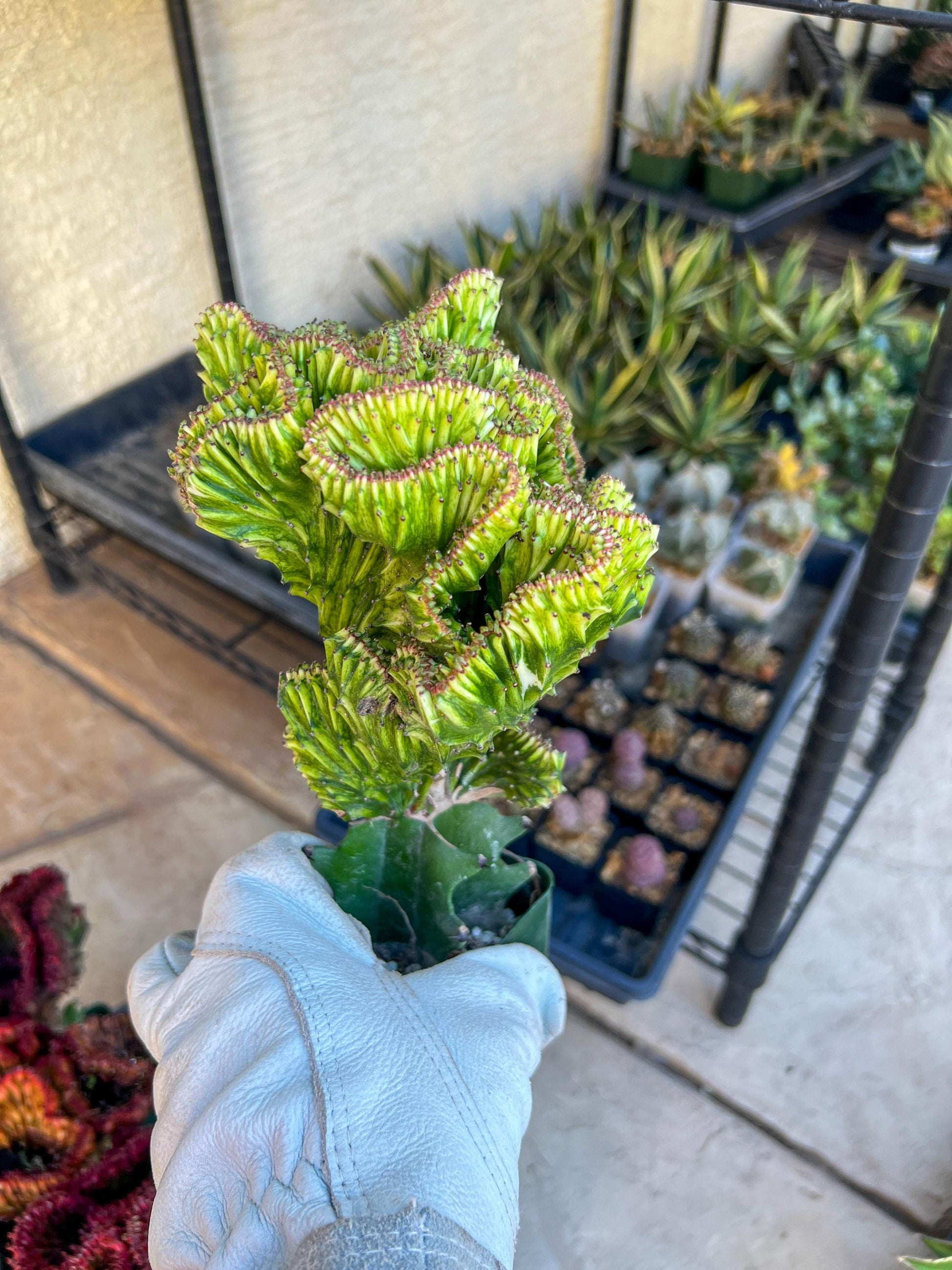 Lactea Crested Grafted Deep Green (#2) | Imported | Mermaid Fin Plant