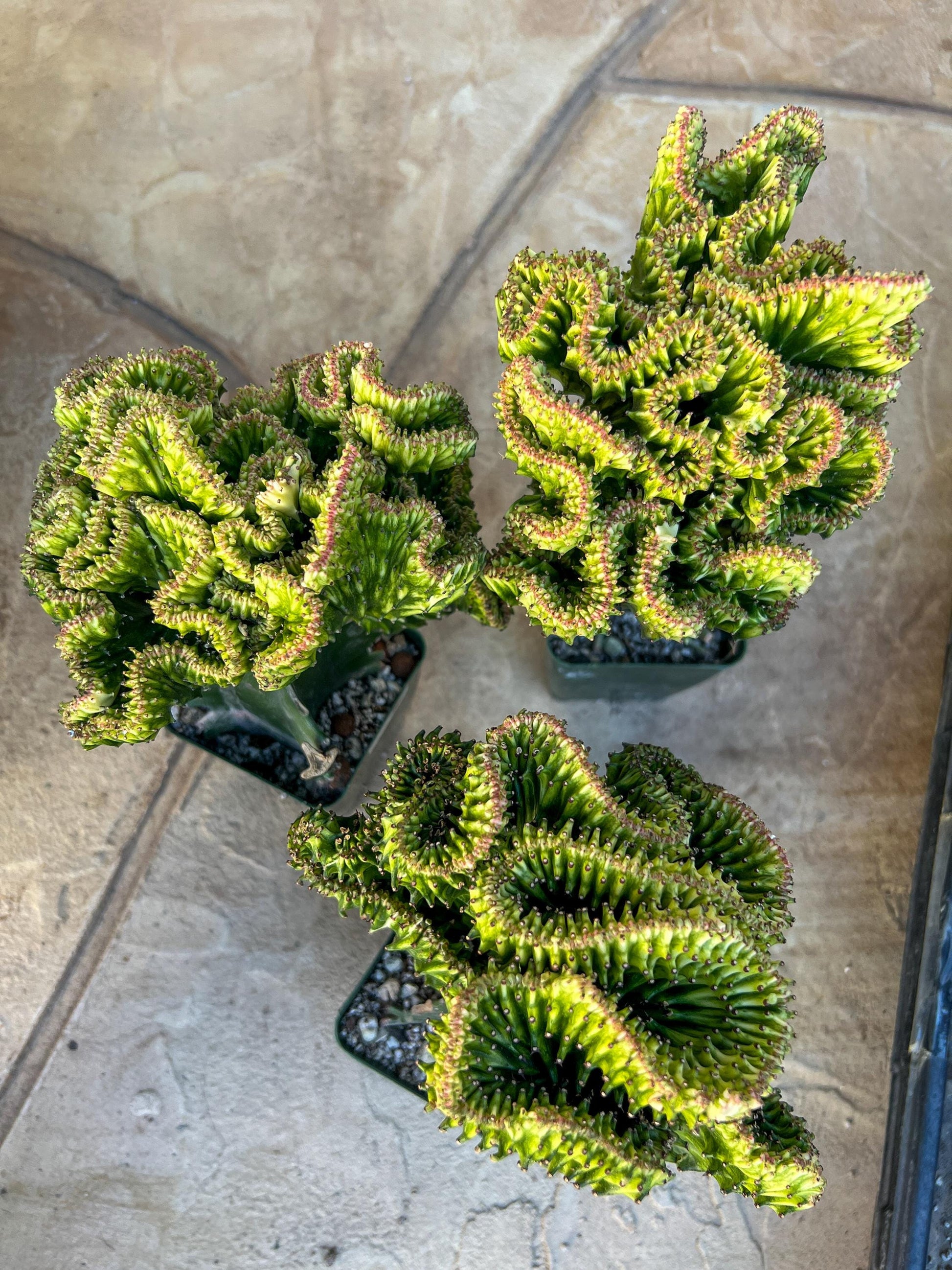 Lactea Crested Grafted Deep Green (#2) | Imported | Mermaid Fin Plant