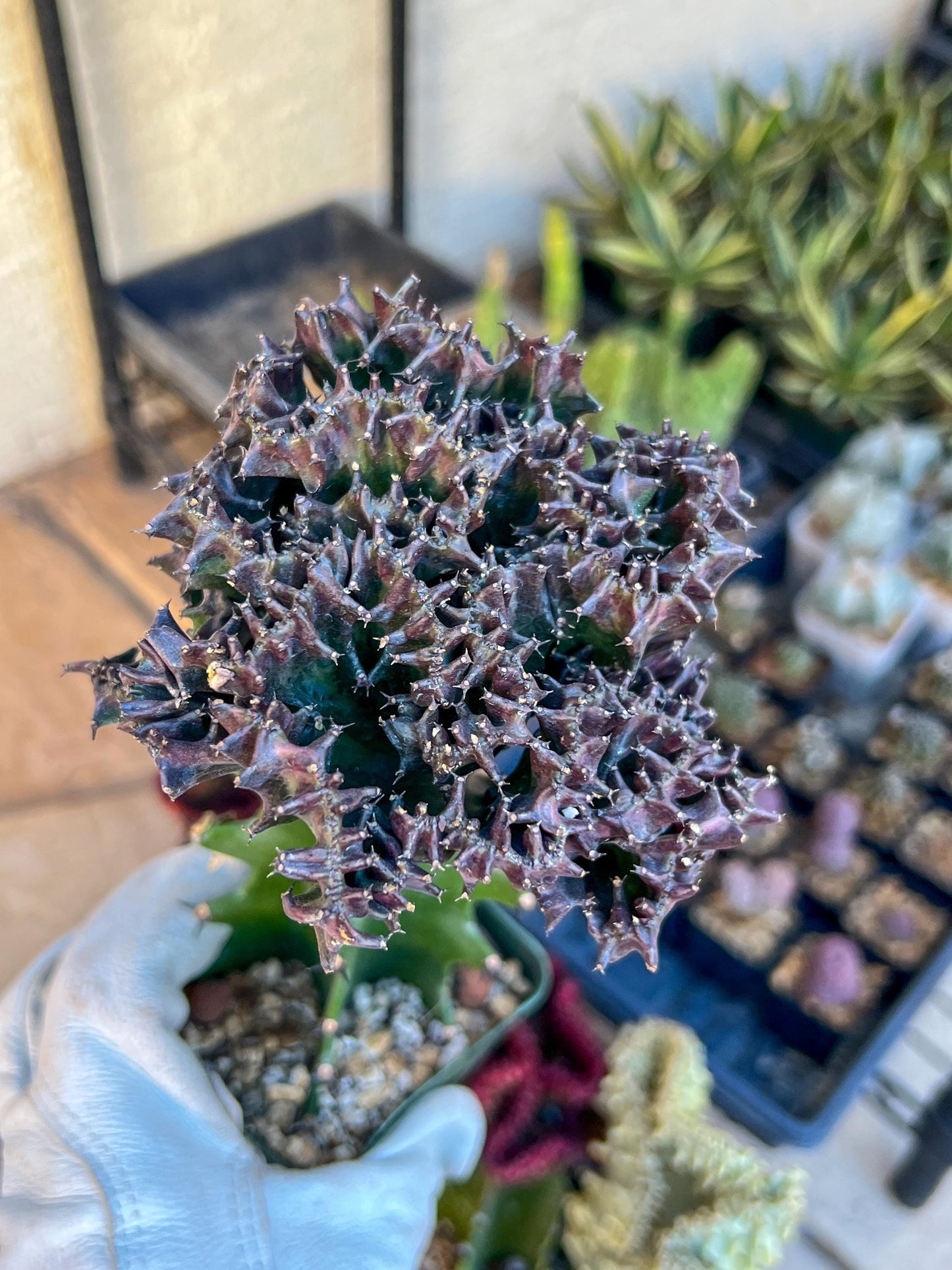 Large Lactea Crested Grafted Purple/Green (#4) | Imported | Mermaid Fin Plant