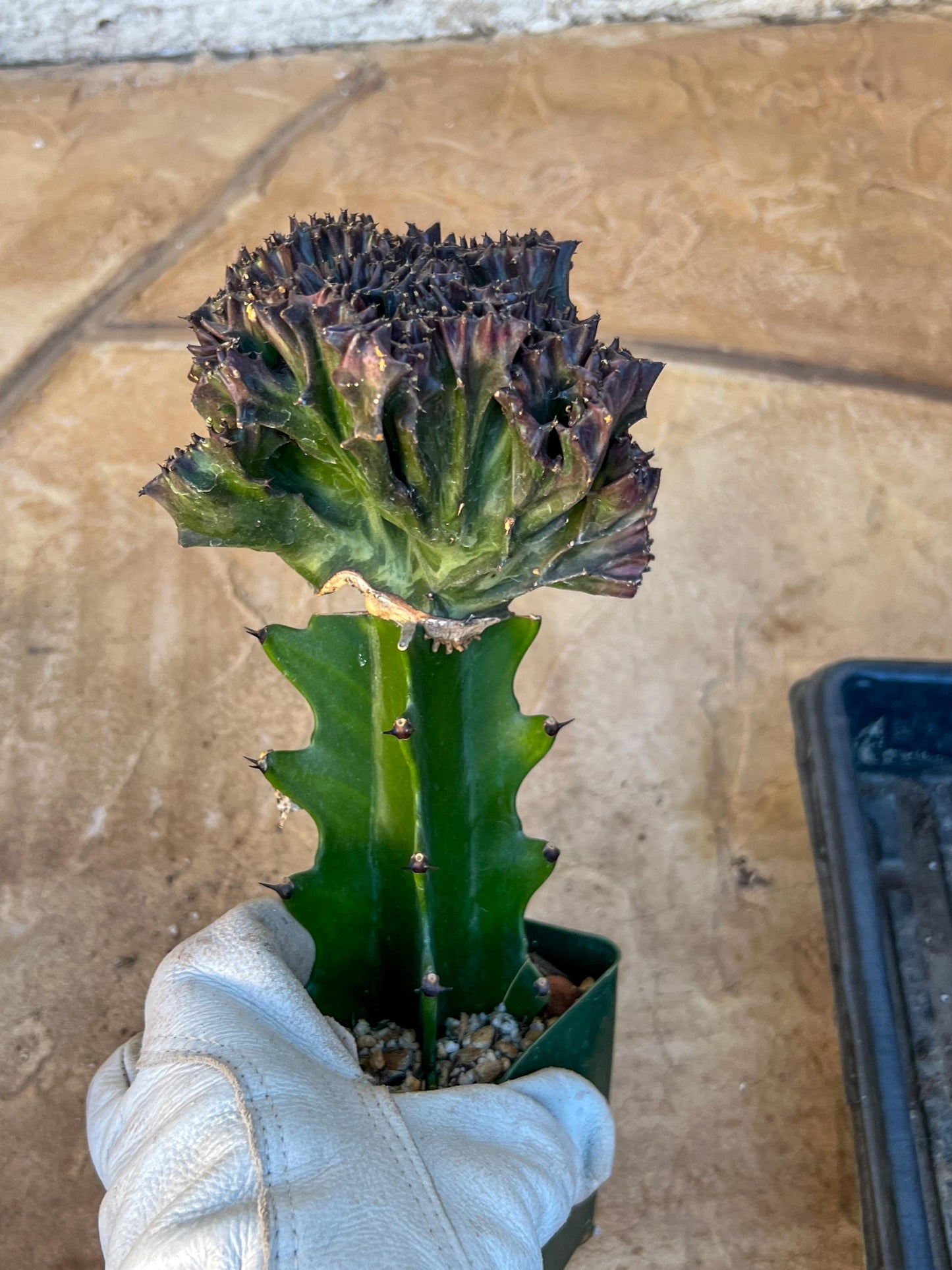 Large Lactea Crested Grafted Purple/Green (#4) | Imported | Mermaid Fin Plant