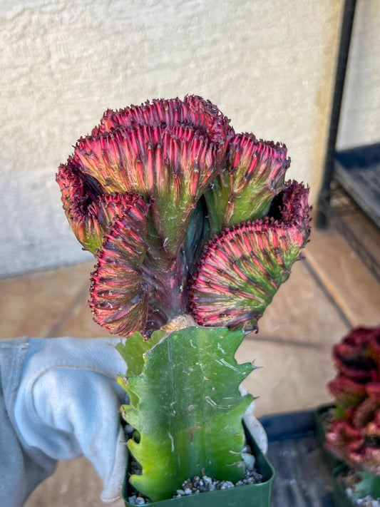 Lactea Grafted Red/Green (#6) | Imported | Mermaid Fin Plant