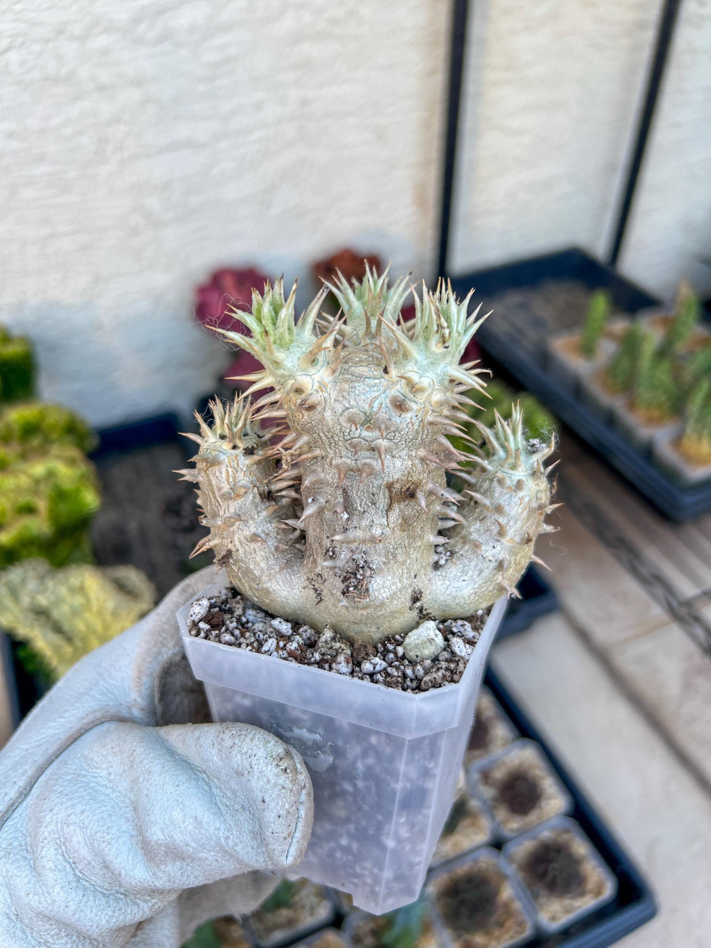 Bevicaule Baker (#M44) | Madagascar | Rare Caudex Succulent