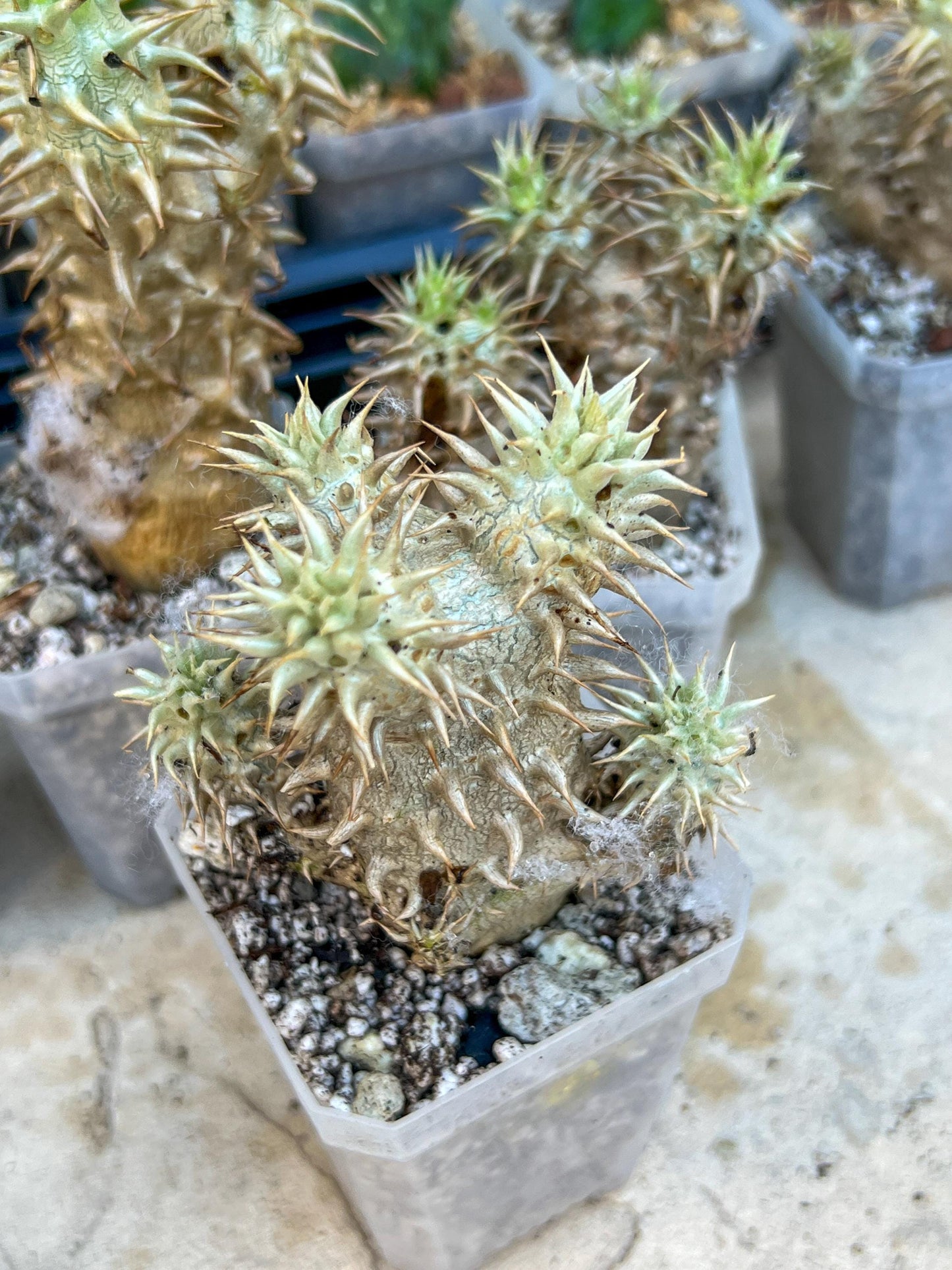 Bevicaule Baker (#M44) | Madagascar | Rare Caudex Succulent