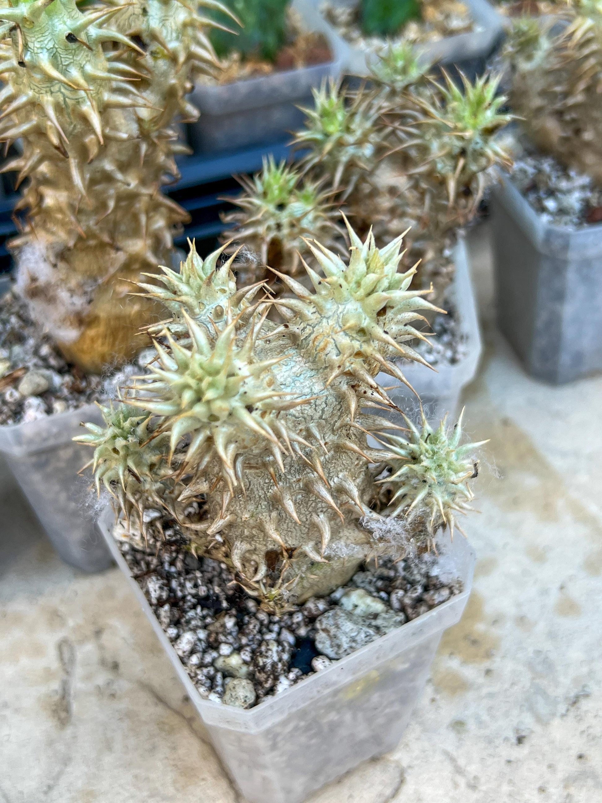 Bevicaule Baker (#M44) | Madagascar | Rare Caudex Succulent