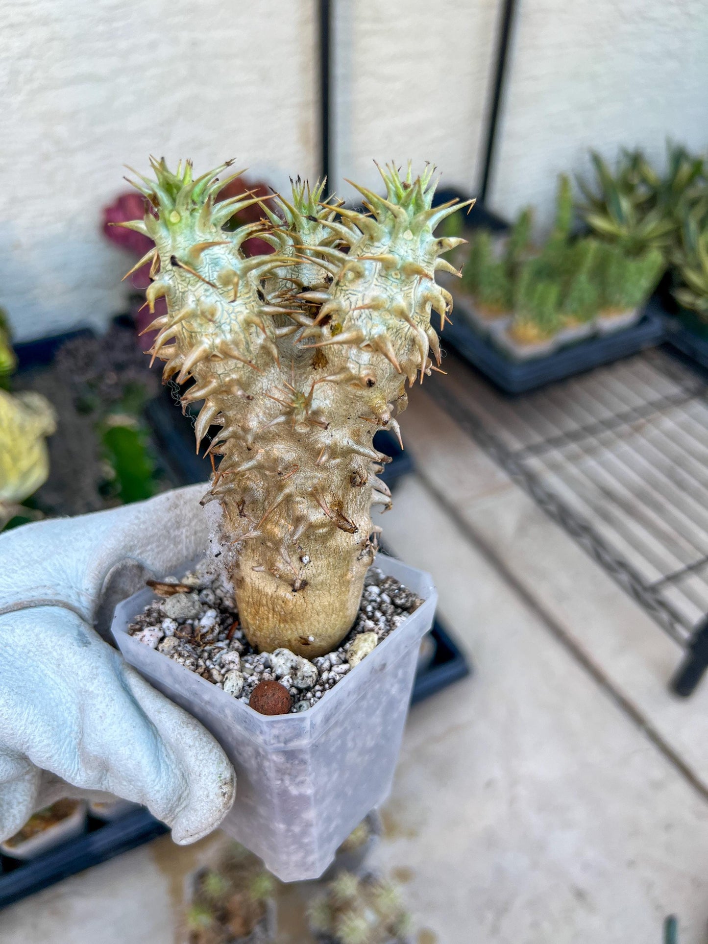 Bevicaule Baker (#M44) | Madagascar | Rare Caudex Succulent