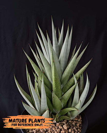 Sansevieria Frozen Throne (#Ra38) | Imported Indoor Snake Plant