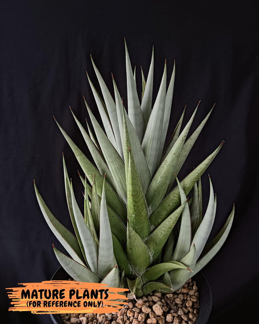 Sansevieria Frozen Trone (#PH14) | Imported Indoor Snake Plant | 2" Planter