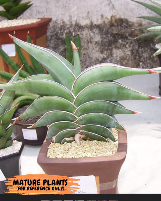 Sansevieria Rorida (#PH17) | Imported Indoor Snake Plant | 2" Planter