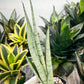 Sansevieria Guile (#PH16) | Imported Indoor Snake Plant | 2" Planter