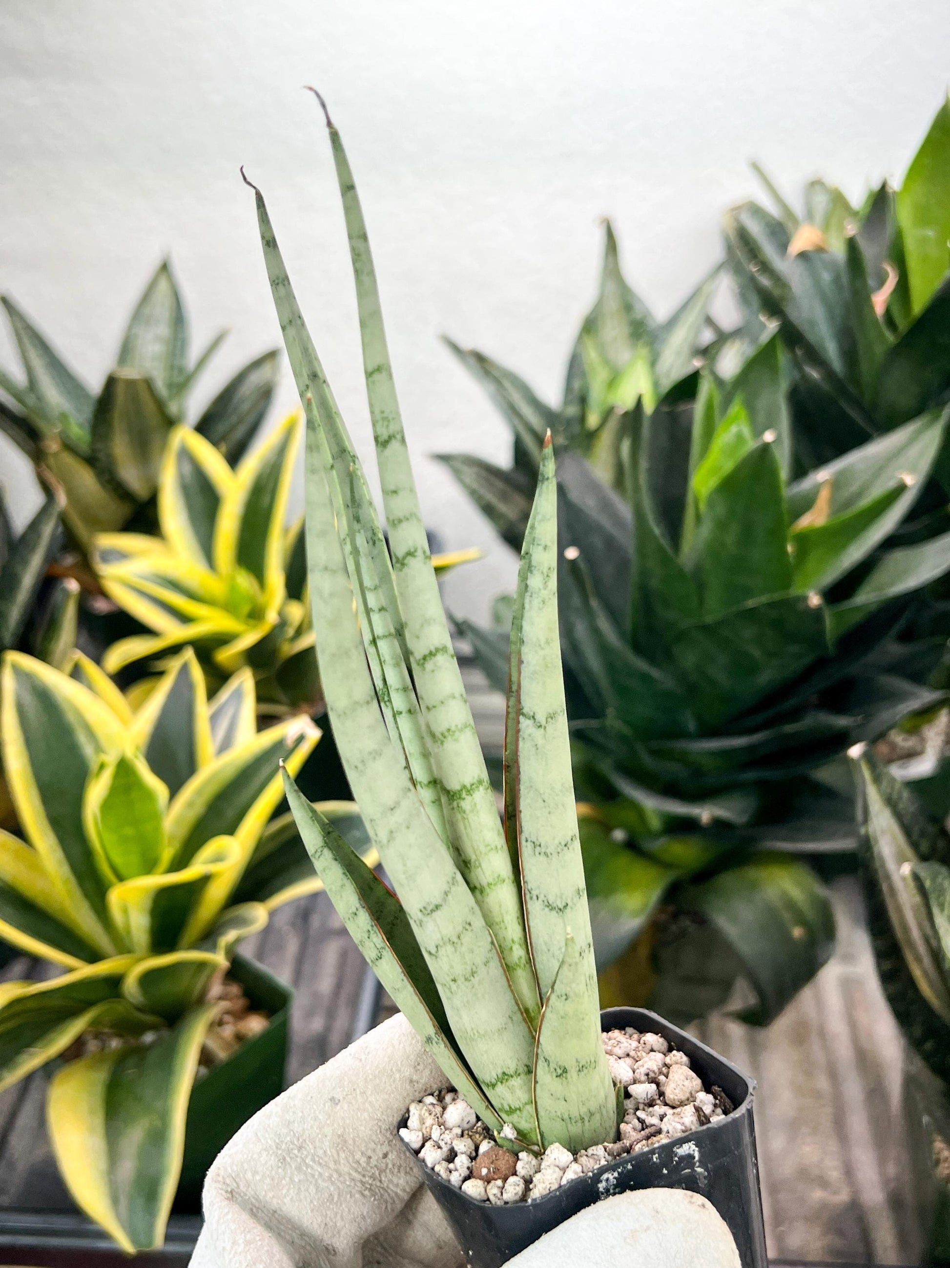 Sansevieria Guile (#PH16) | Imported Indoor Snake Plant | 2" Planter