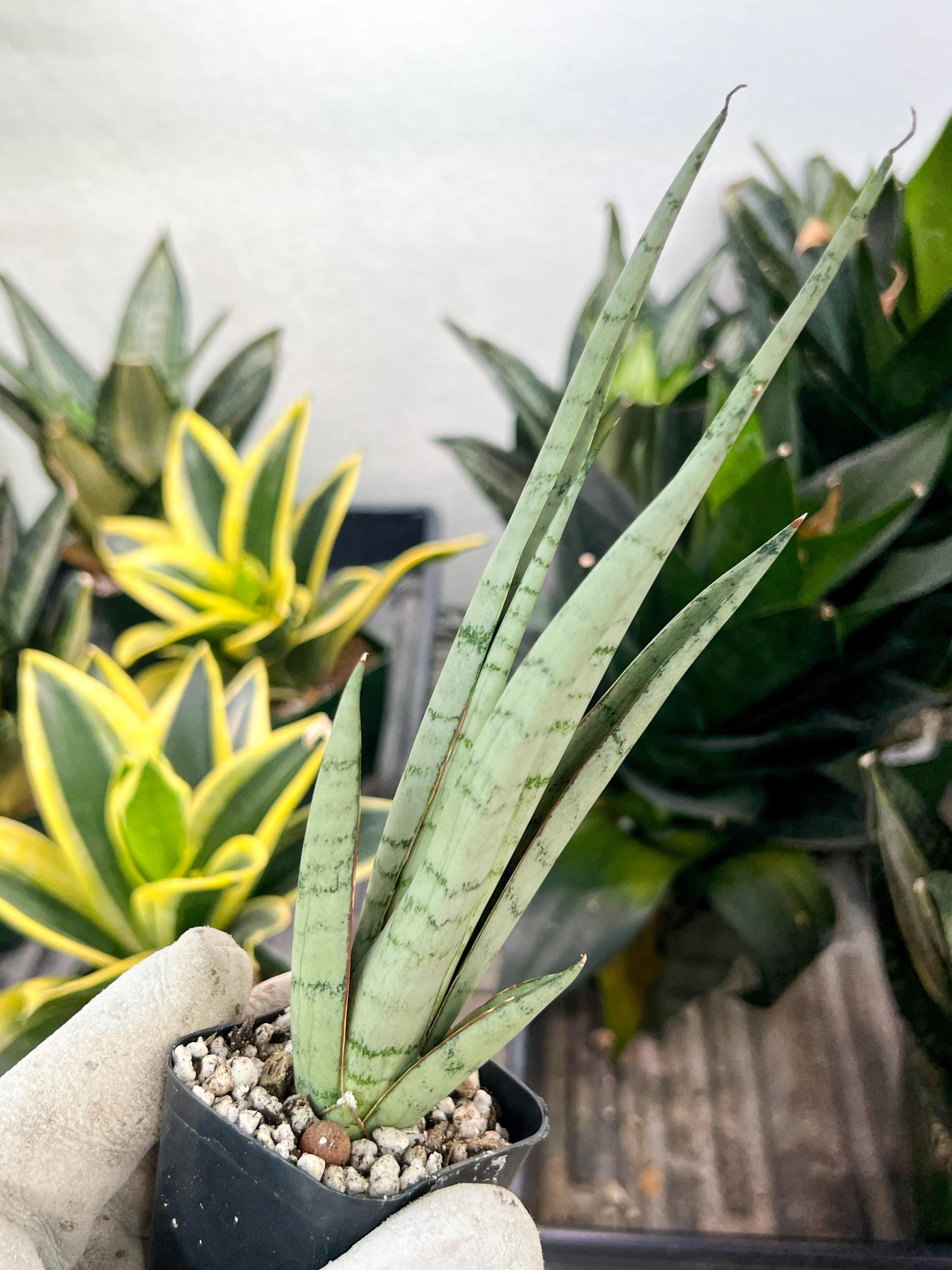 Sansevieria Guile (#PH16) | Imported Indoor Snake Plant | 2" Planter