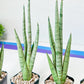 Sansevieria Guile (#PH16) | Imported Indoor Snake Plant | 2" Planter