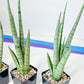 Sansevieria Guile (#PH16) | Imported Indoor Snake Plant | 2" Planter