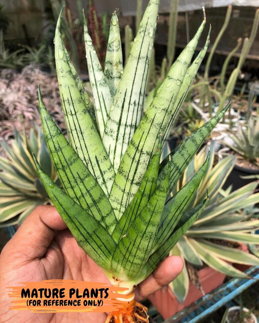 Sansevieria Nakhon luang (#PH21) | Imported Indoor Snake Plant | 2" Planter