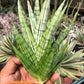 Sansevieria Nakhon luang (#A3) | Select Your Unique Exotic Plant