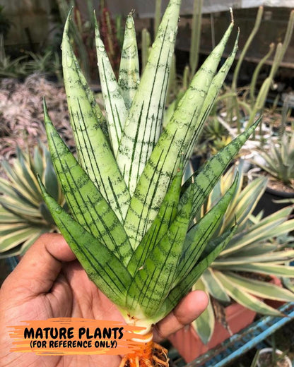 Sansevieria Nakhon Luang (11) | Rare Hybrid
