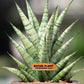 Sansevieria Piano (#PH10) | Imported Indoor Snake Plant | 2" Planter